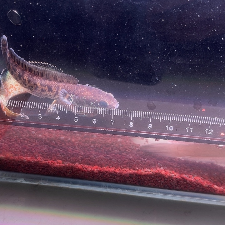 龙鱼小眼睛蛇雷龙鱼，好鱼好养活