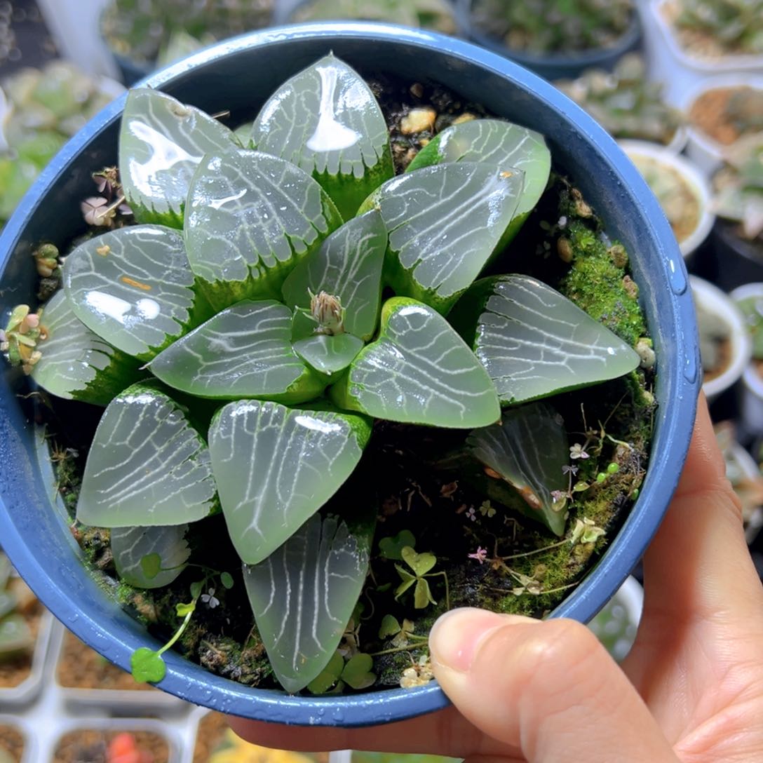 加仑盆月影母本玉露