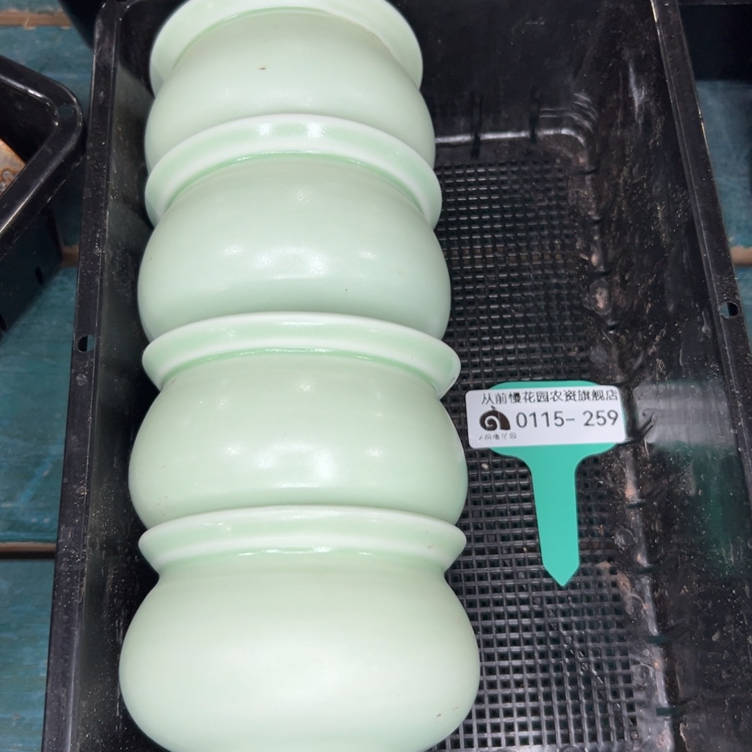 多肉一物一拍0115/259