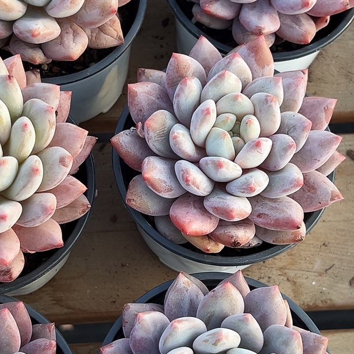 大单头         半夏