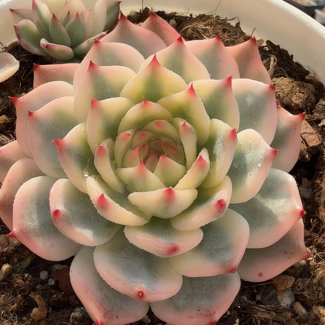 吉娃娃锦，多肉植物