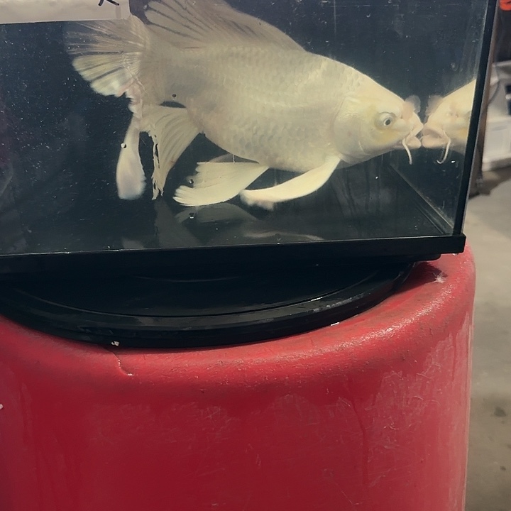 S***姐蝴蝶鲤鱼蝴蝶鲤188