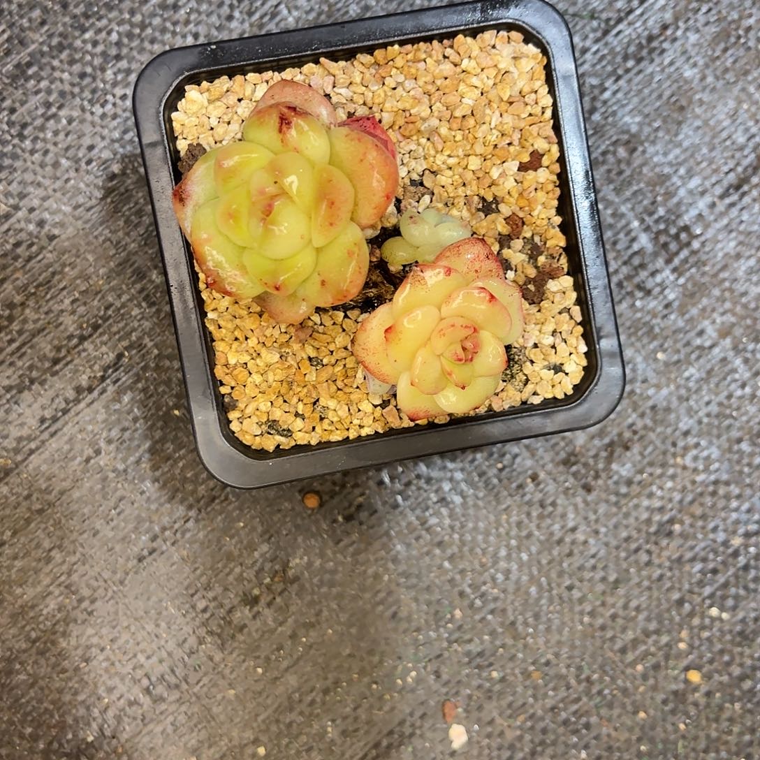 W***？啦啦啦啦啦啦啦啦啦