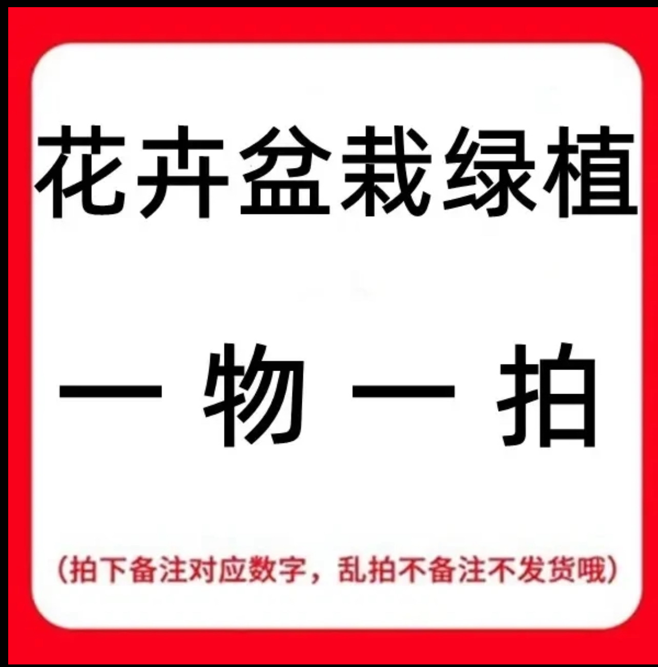 精品绿植盆栽盆景直播间一物一拍