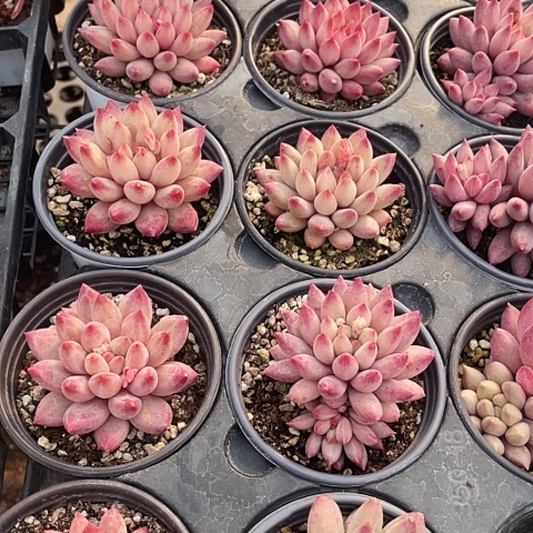 虞美人15.8一盆888888