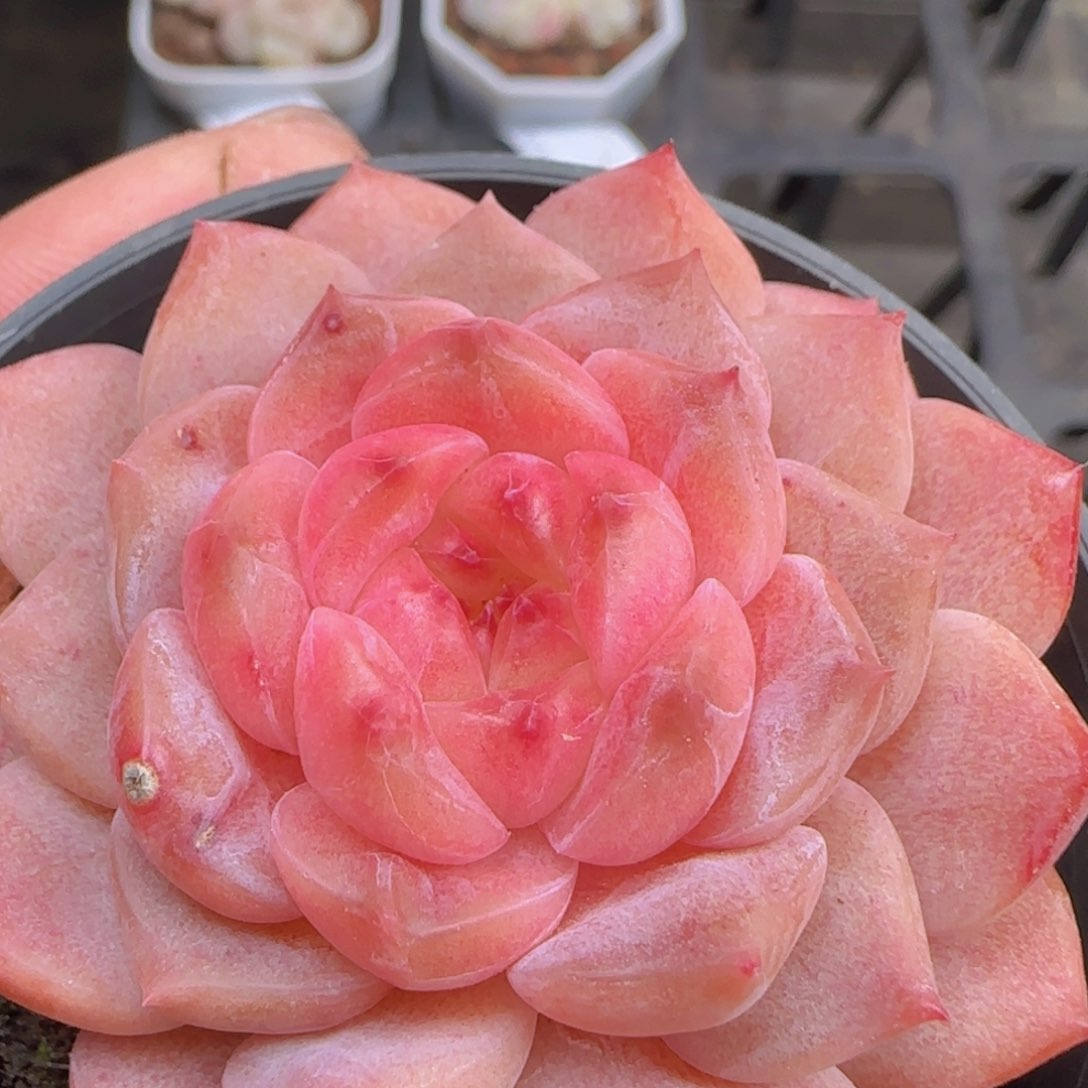 灯泡心珍妮单头一颗