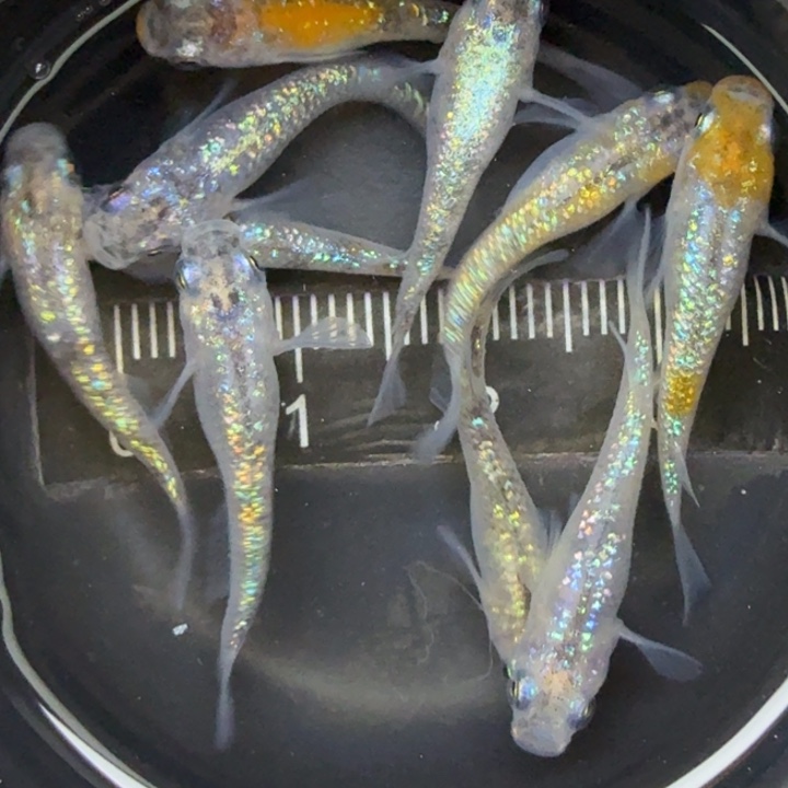 青鳉鱼三色星光22号