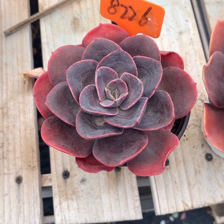 厚叶玫瑰多肉植物8226