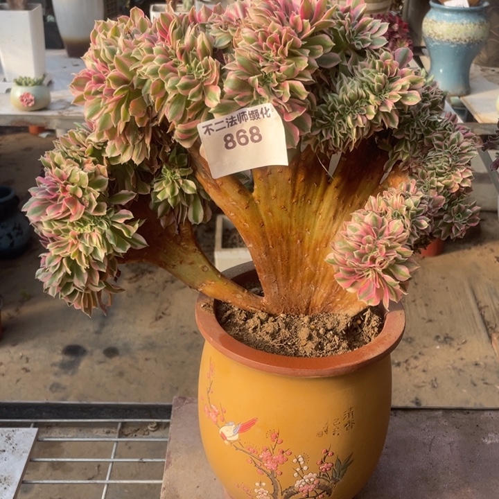 868，粉女巫缀包邮