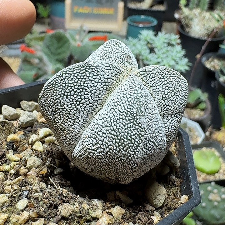 917恩冢鸾凤玉脱土发货