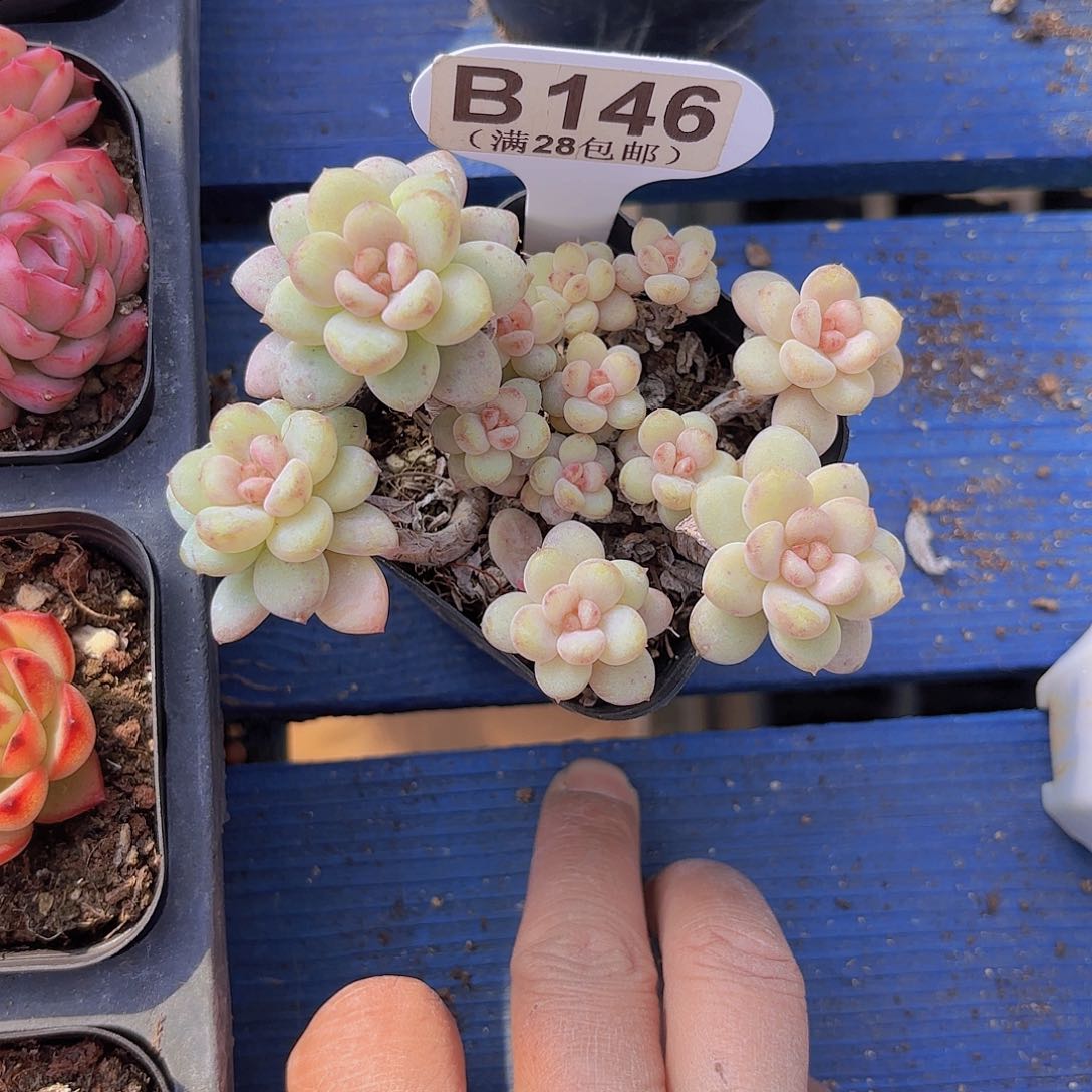 B146阳光玫瑰一物一拍