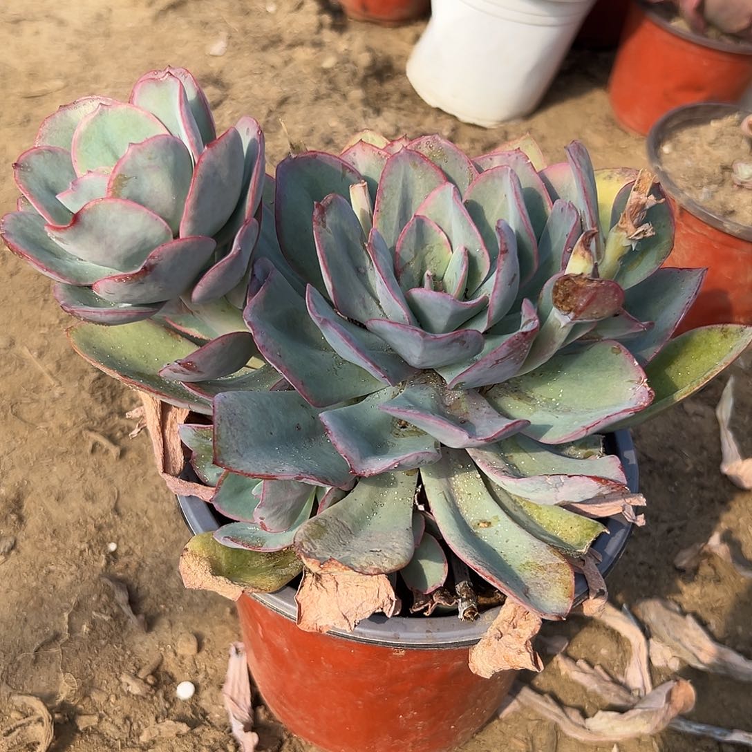 多肉植物多肉植物