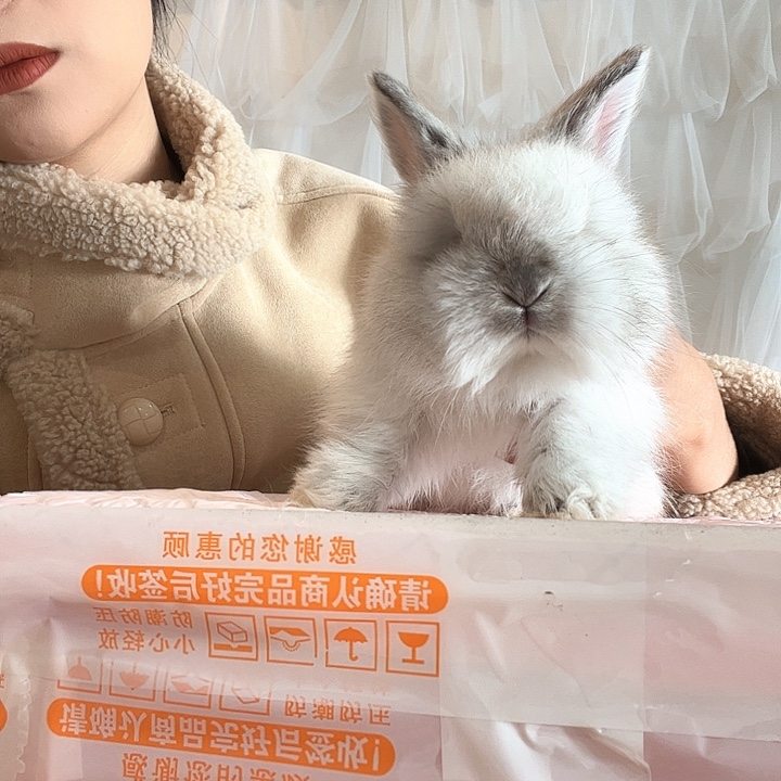 网红安哥拉兔霜白妹妹
