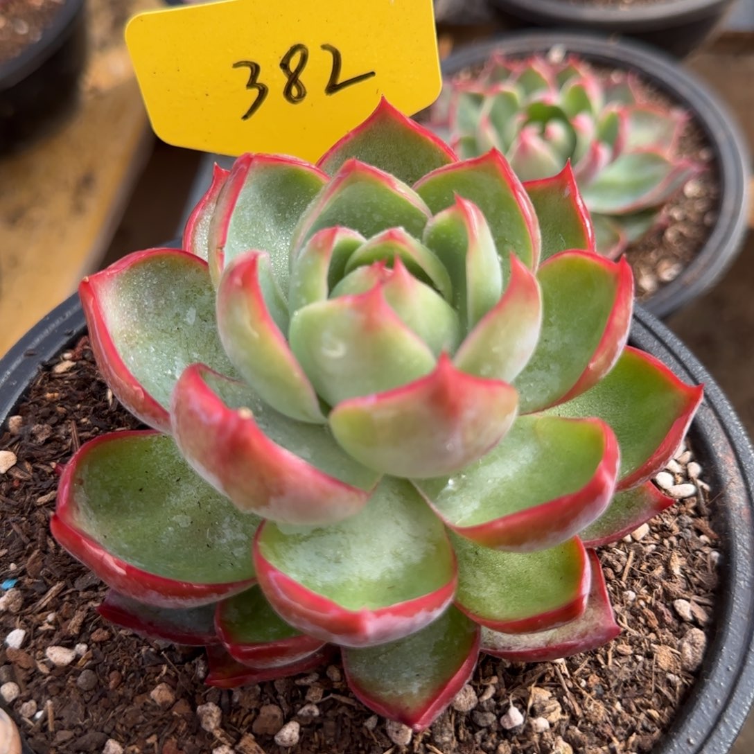 三角惊鸿一物一拍包装收缩花旱382