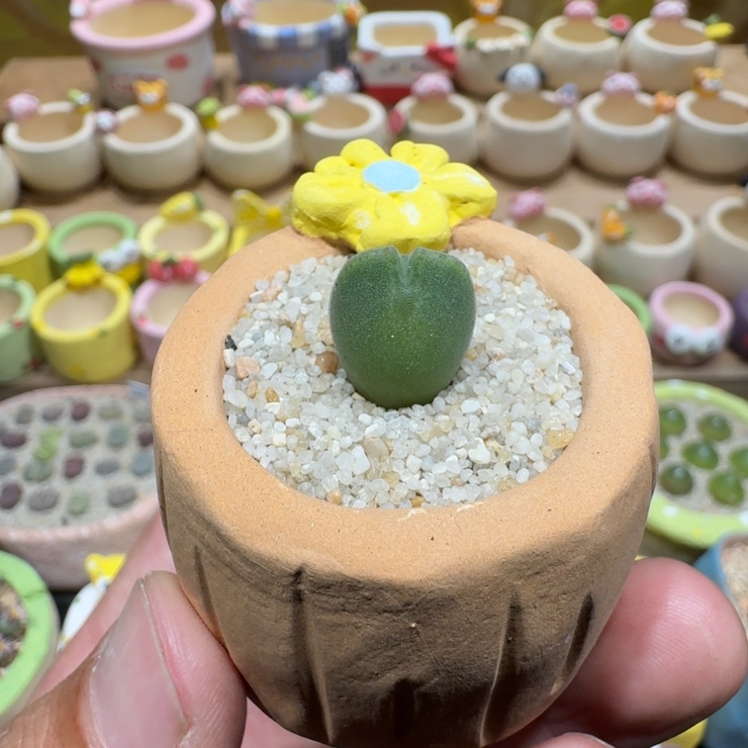 蘑菇1236大眼空蝉多肉植物