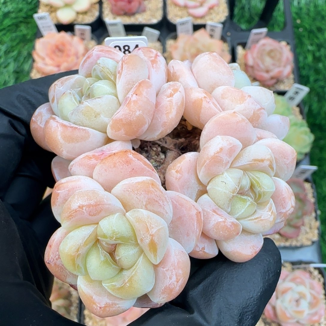 084   冰玉   5厘米盆