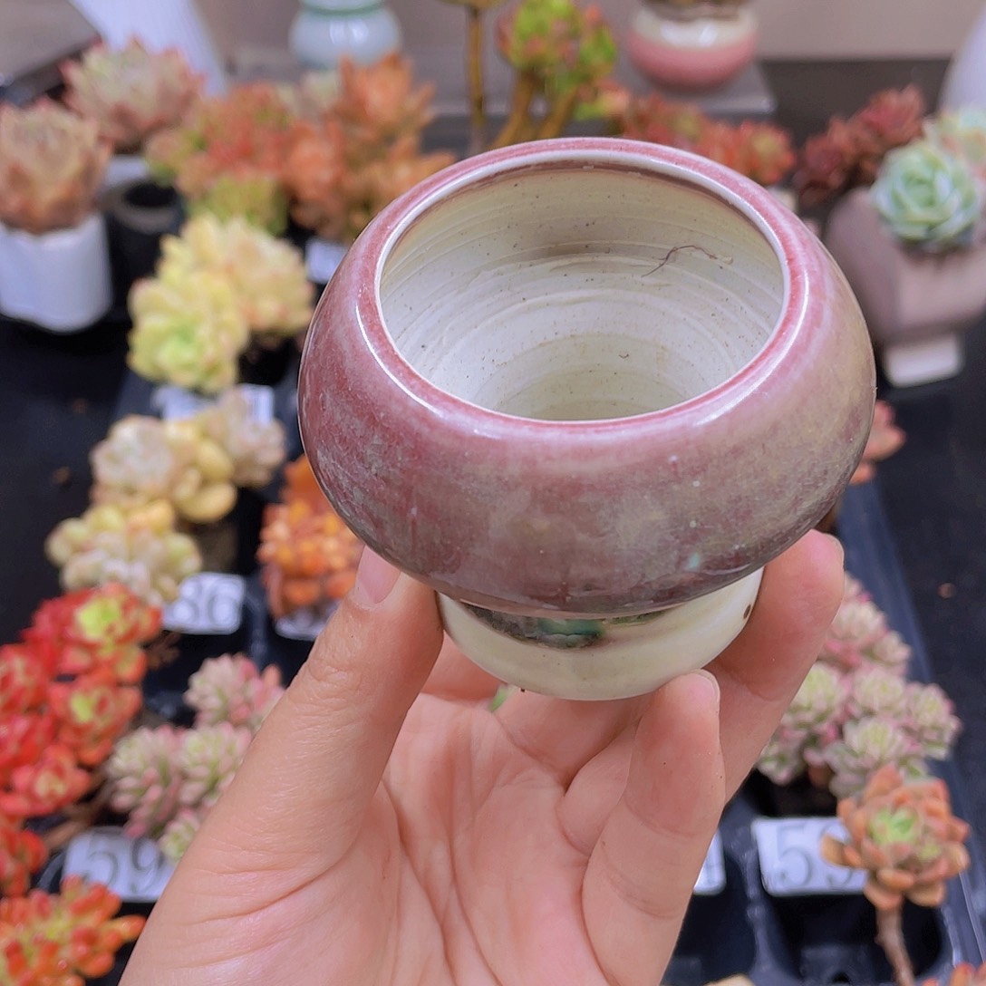 多肉无土栽培多肉植物