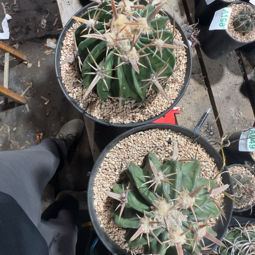 叉***儿凌波 自根仙人球两颗