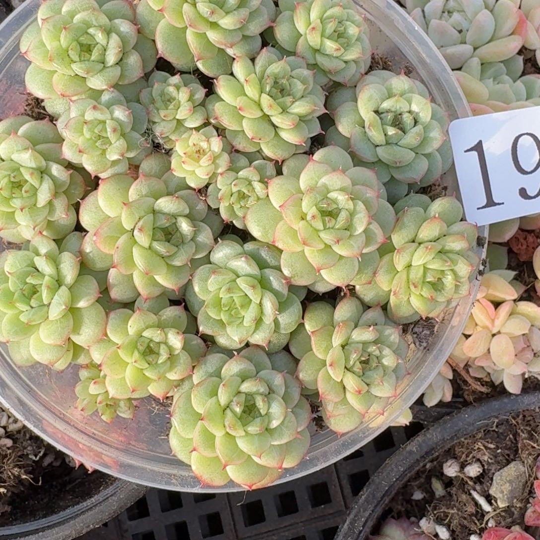 多肉植物多肉植物194