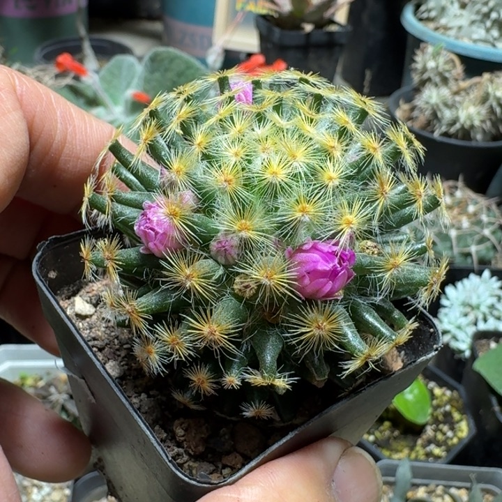 624明星脱土发货实生