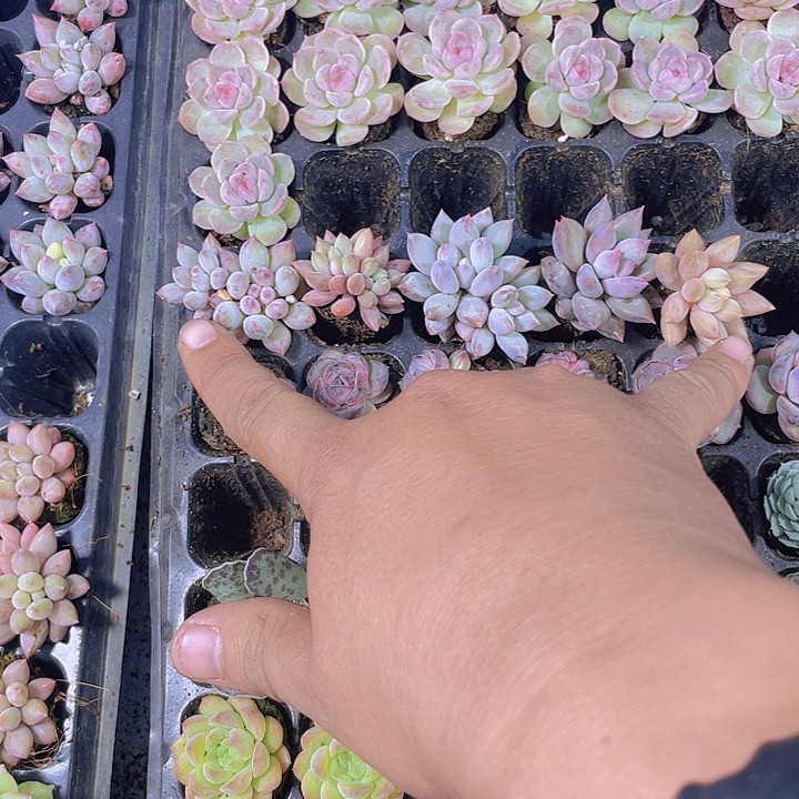 爱***尽5个红蜻蜓【满10颗包邮】