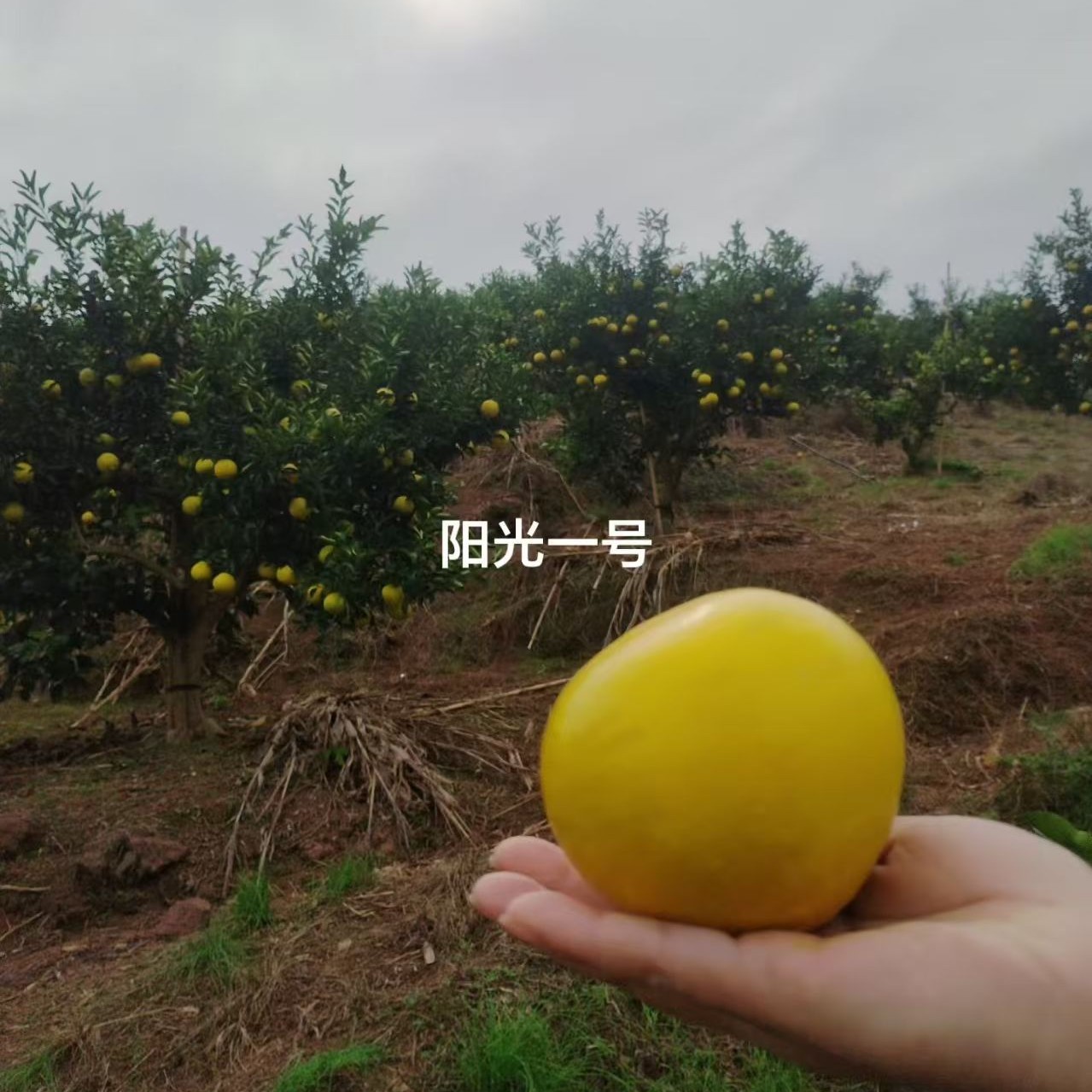 湖南怀化岩垅阳光一号橘柚无核易剥脆嫩多汁柚香清甜耐储产地直发