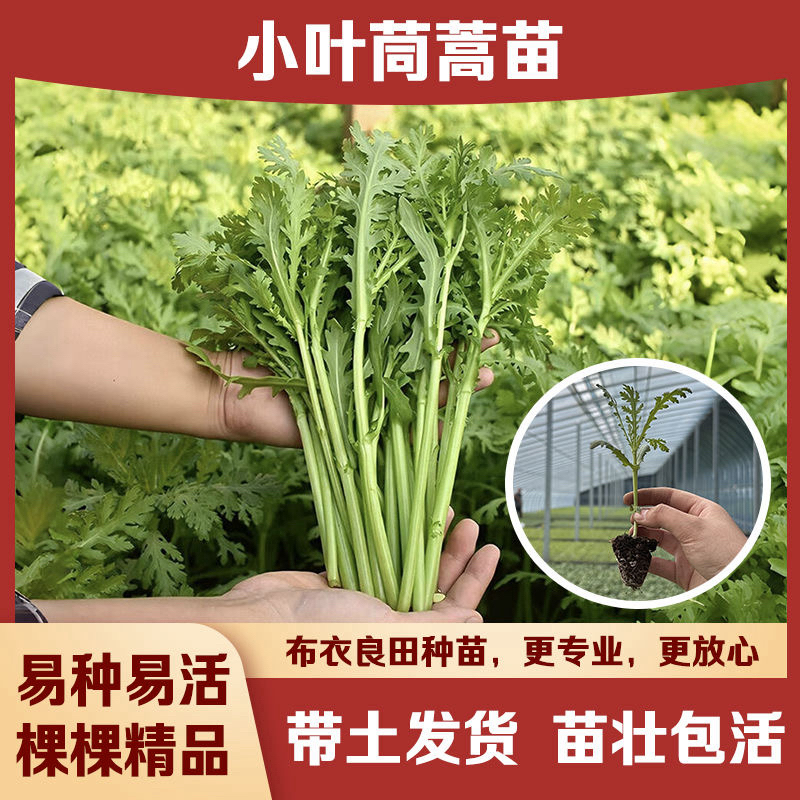 割完又长茼蒿菜苗四季皇帝阳台庭院花卉盆栽中叶茼蒿苗耐寒蔬菜孑