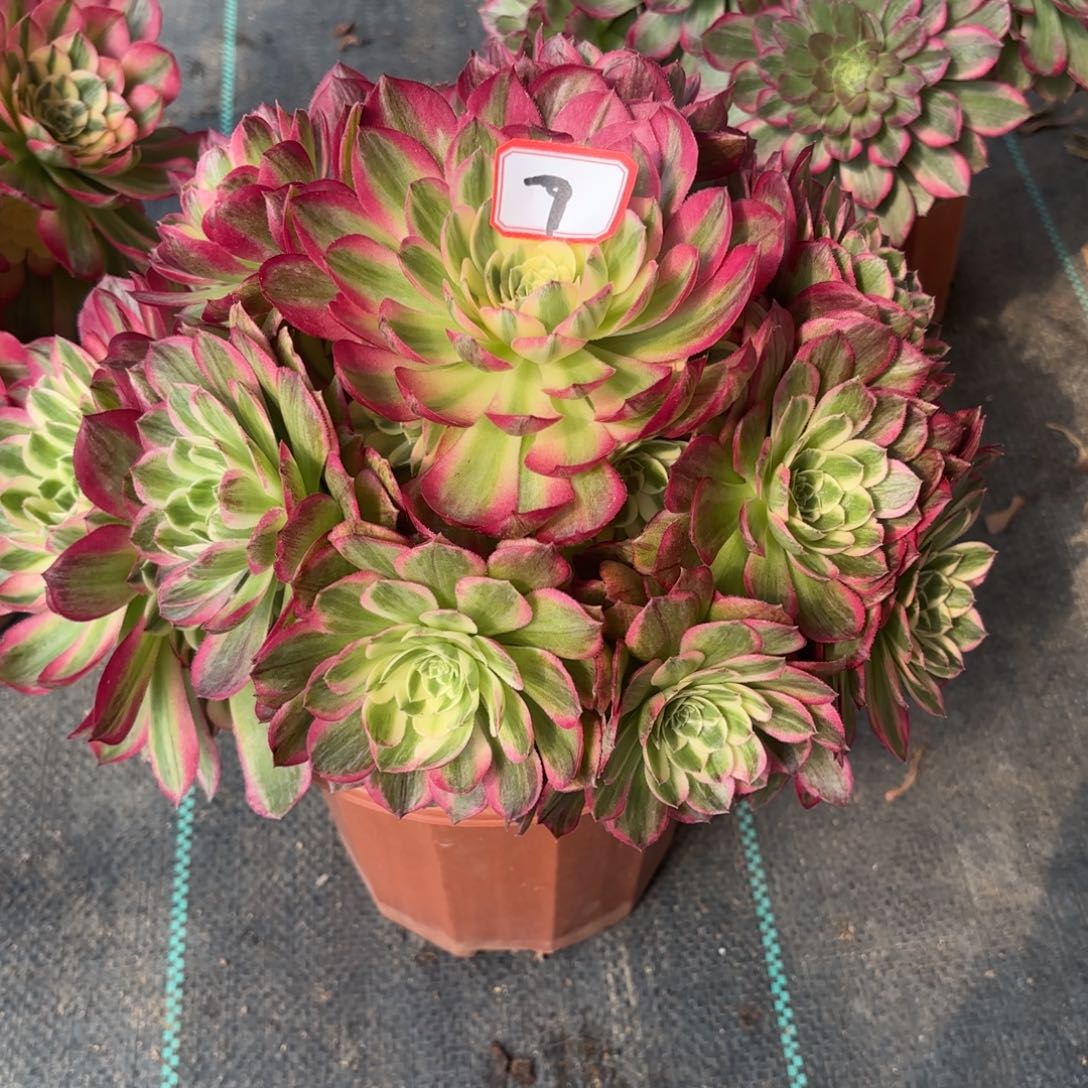 7海王多肉植物绿植