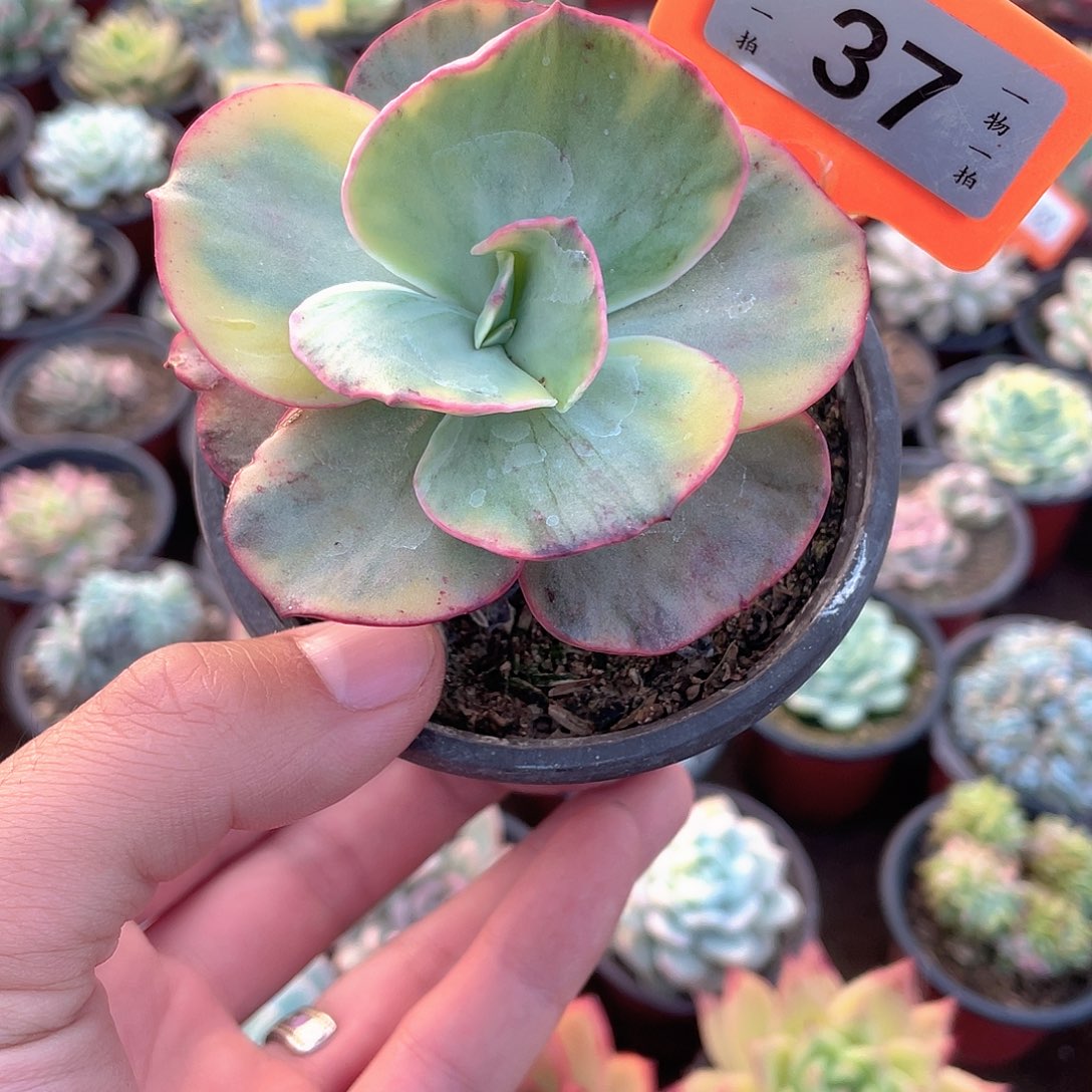 初吻包菜锦37号多肉