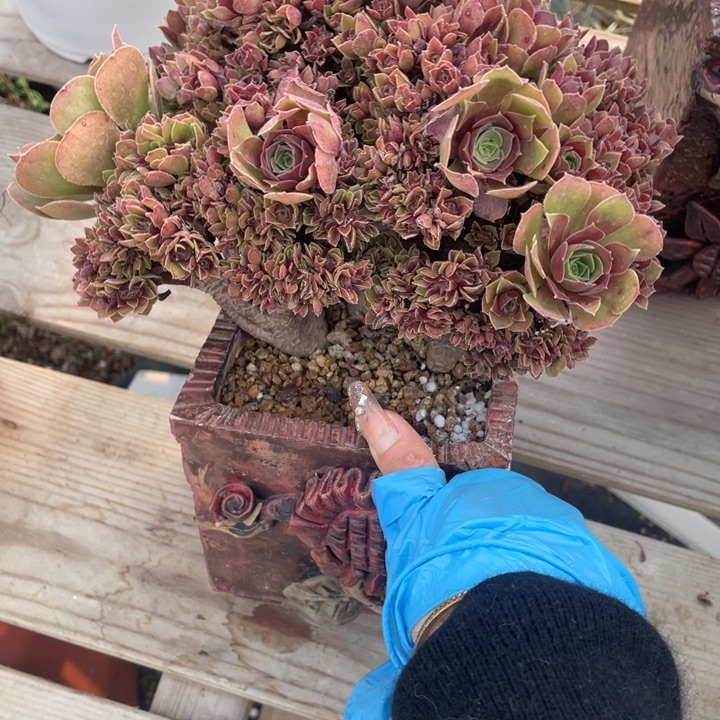 多肉都会变成你自己了哦打一