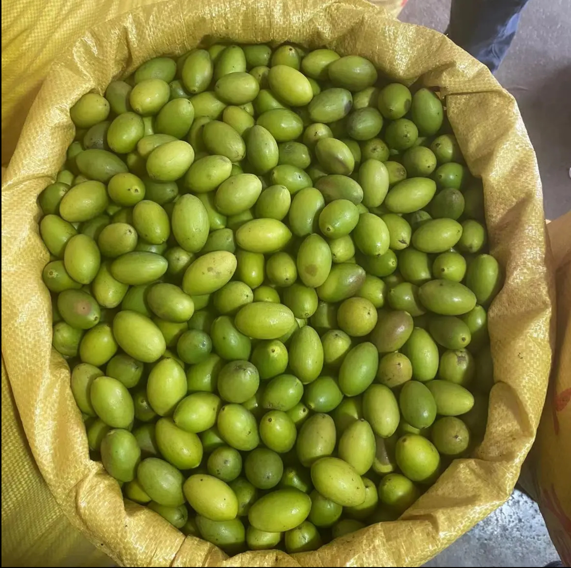 【唐总精选  灵峰橄榄   