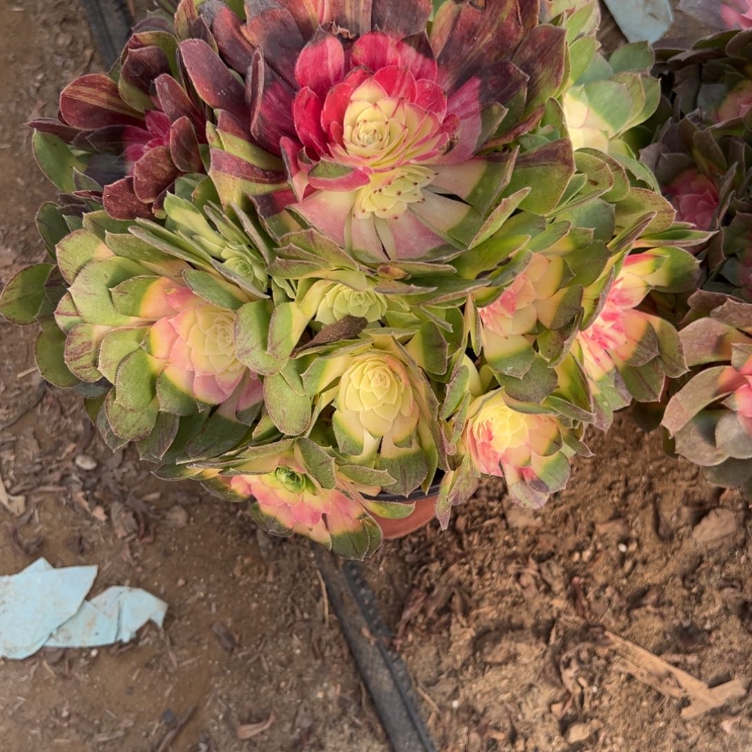 894红太阳多肉植物法师