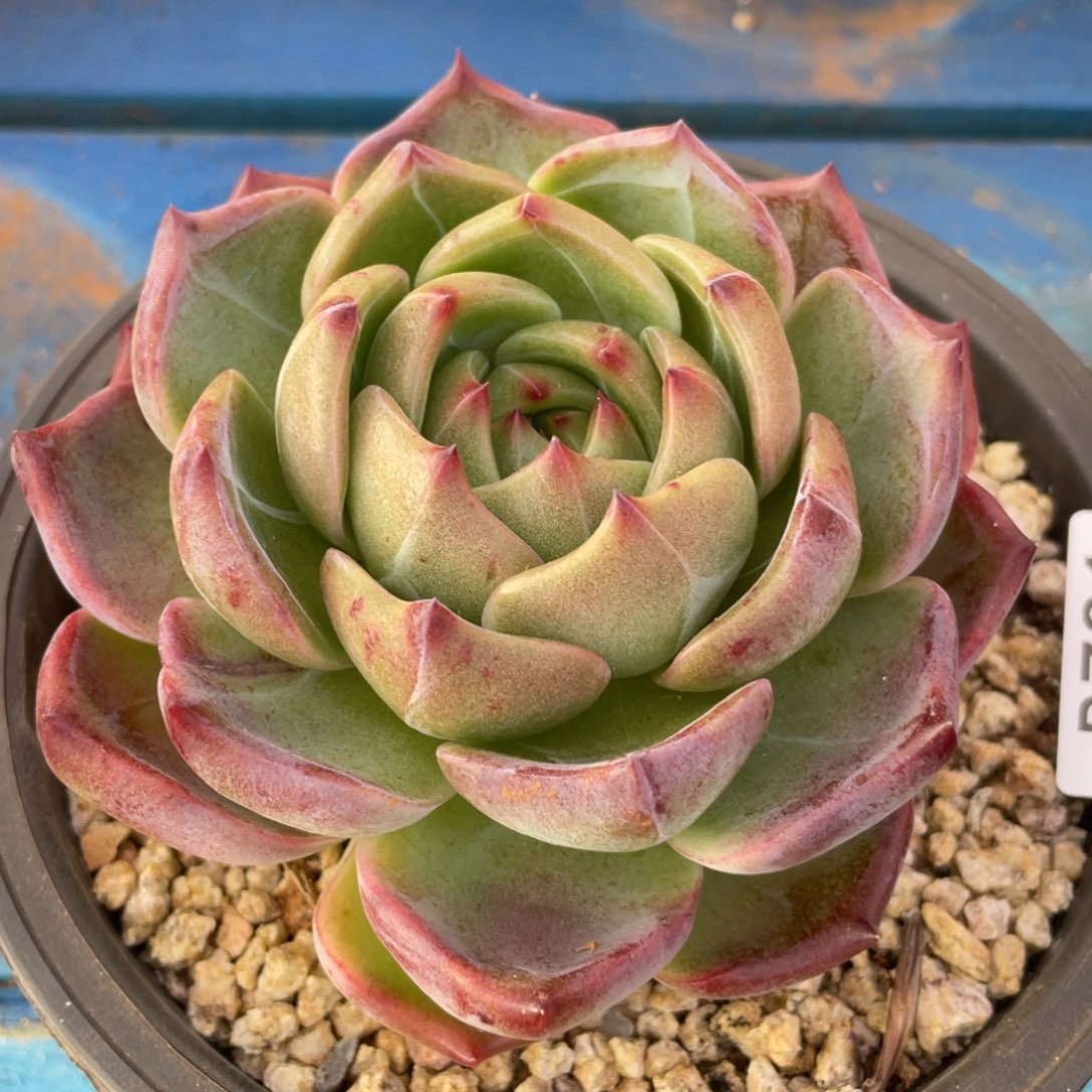 无花朵若如东云组拍D781