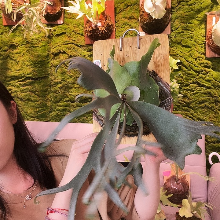 不开花植物Nook 黄月白翼安第斯