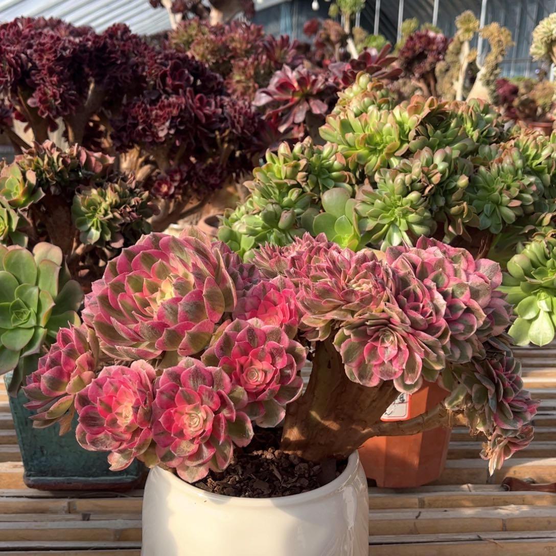 倾城朵朵整版精品福利