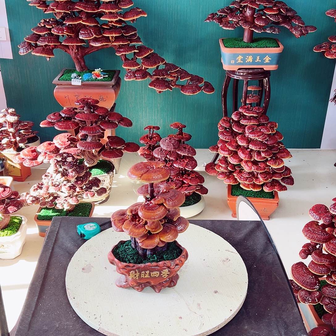 【闪购商品】无花朵