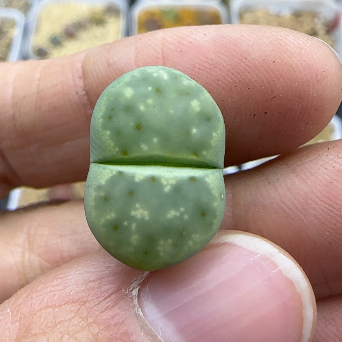 428 绿神笛清框福利30包邮