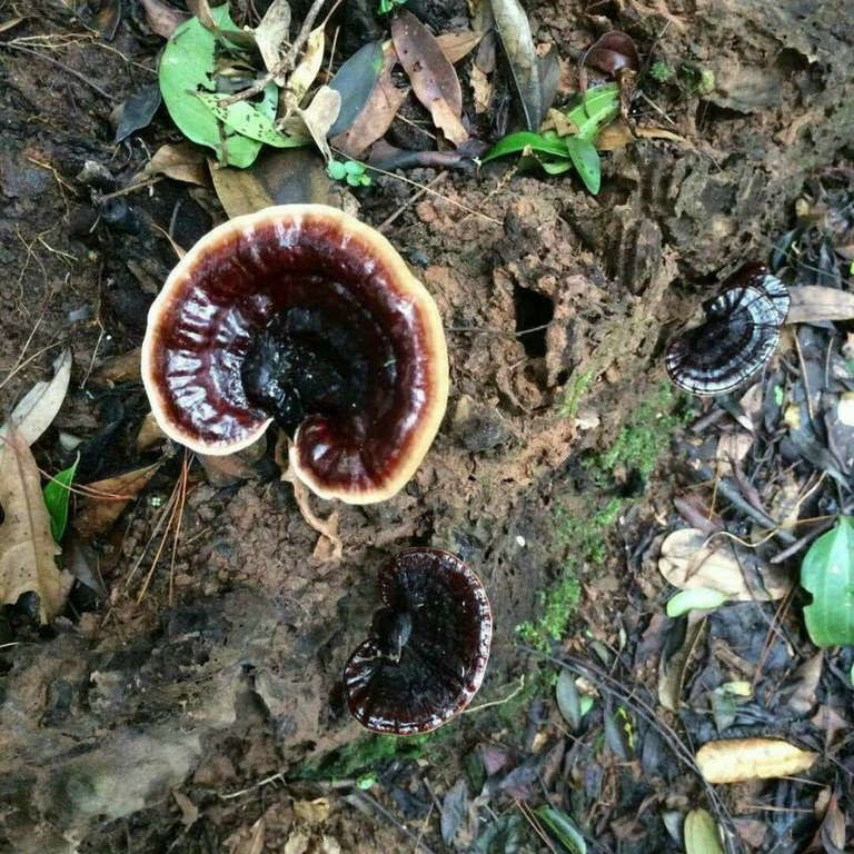 紫灵枝（小个）       