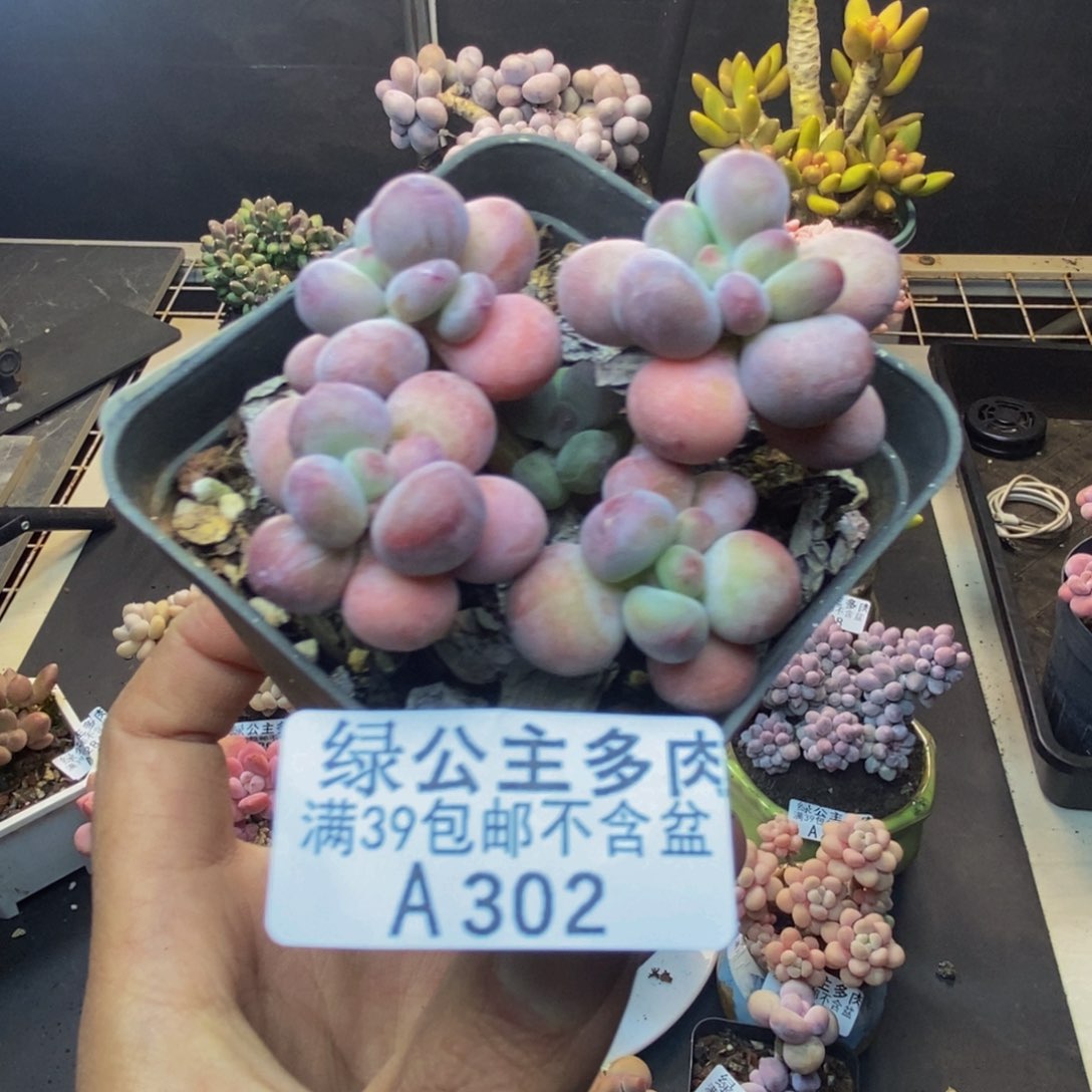 302苹果奶一代多肉6c m