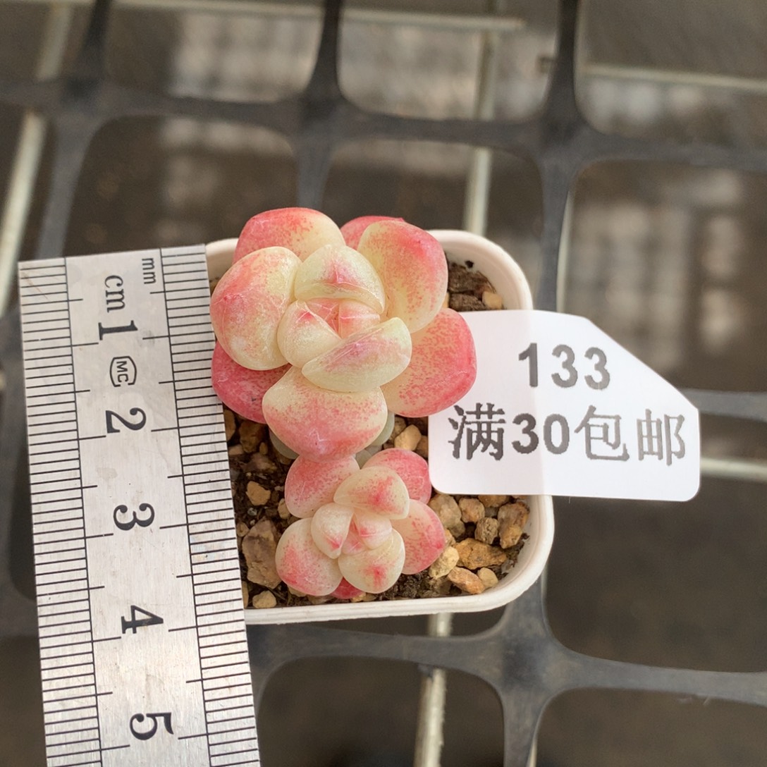 133双头带崽小树冰玉冠服4