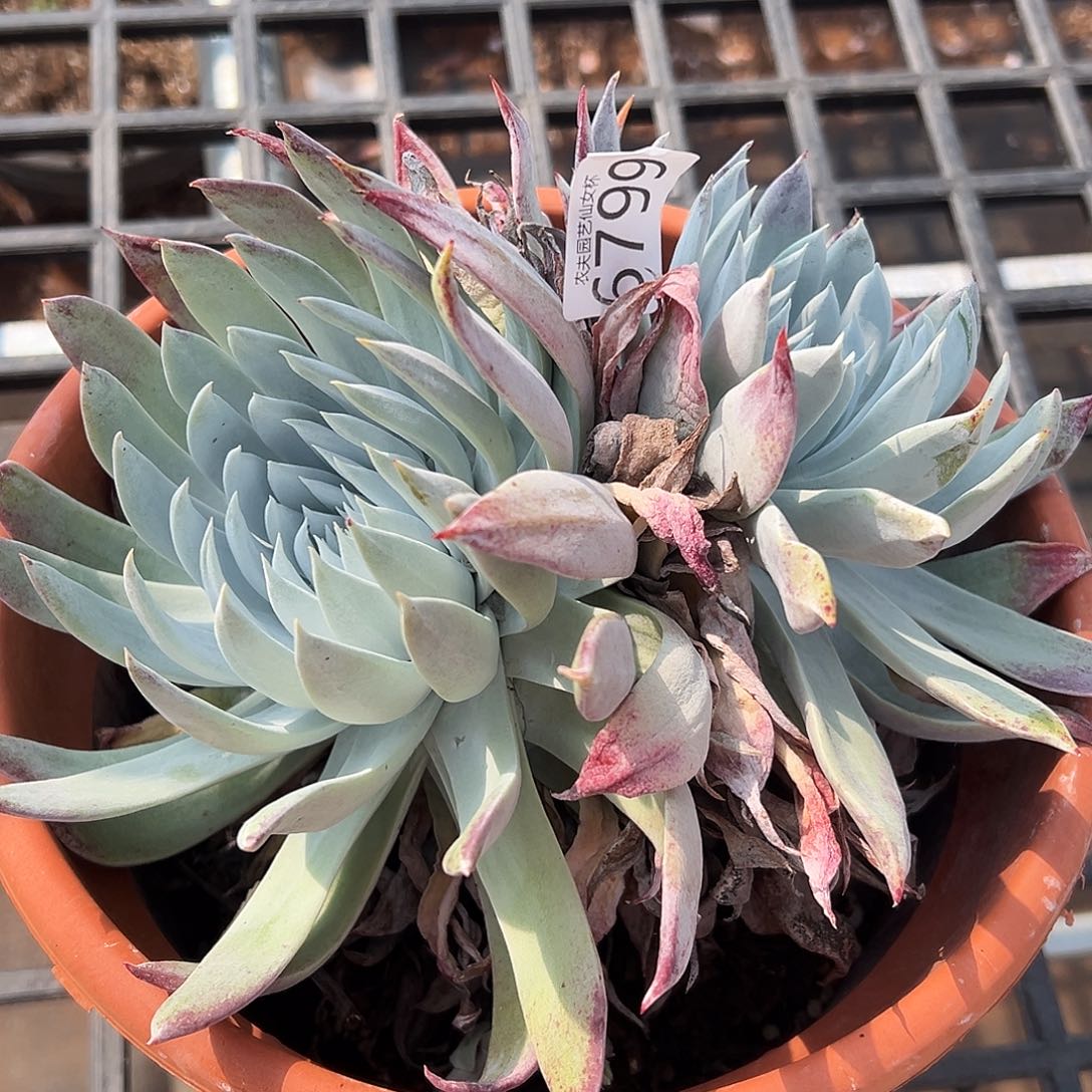 漠然衣仙女杯多肉。