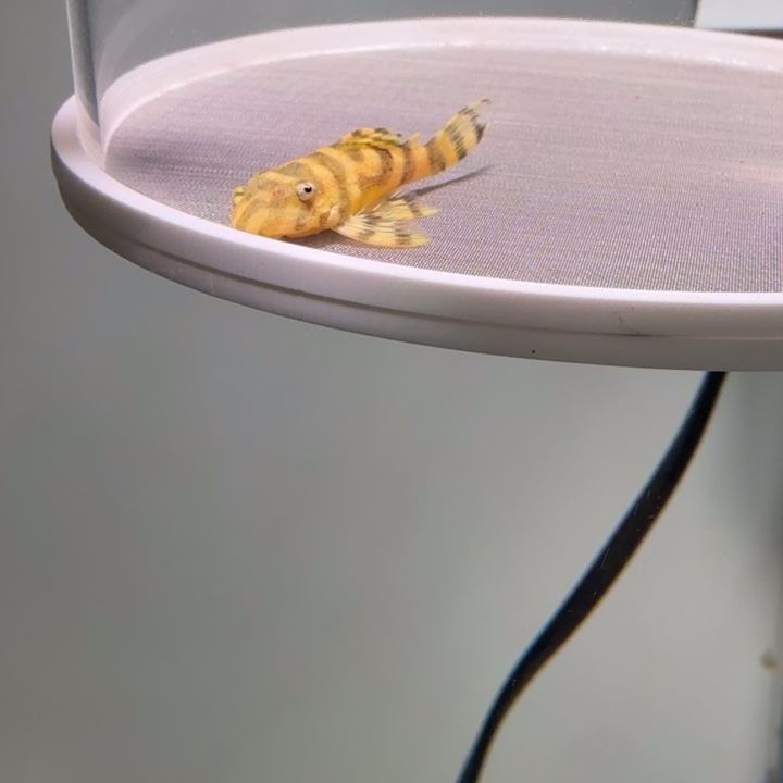 清道夫鱼34号皇室333