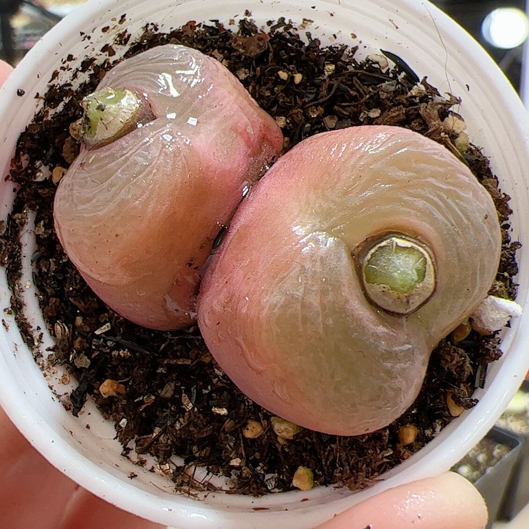 【闪购商品】355 双头