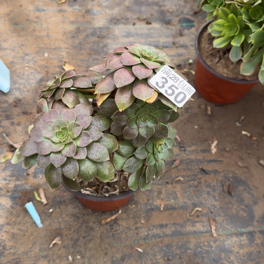 金缕多肉350满28包邮断枝不包