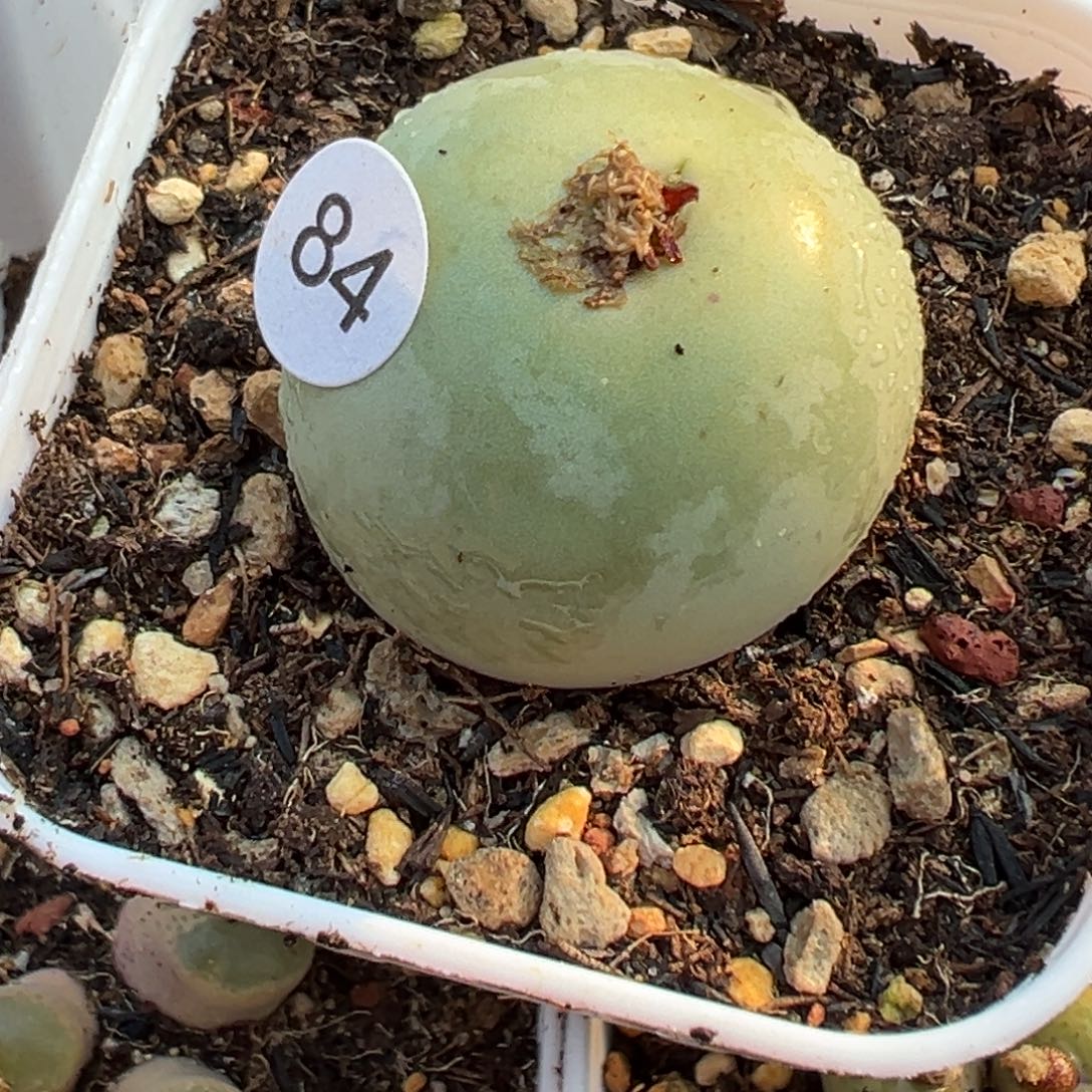 多肉植物11111111111111