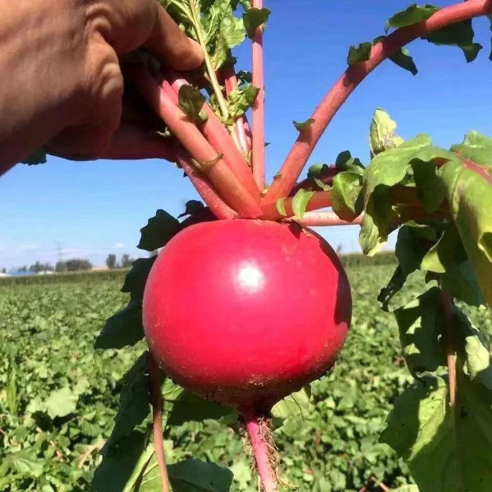 【红皮萝卜】农家种植红萝卜
