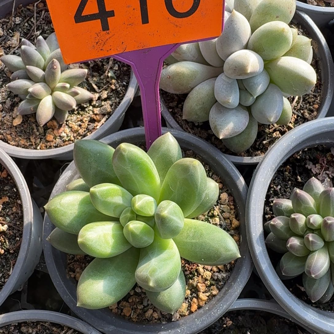 蒂尔曼一物一拍416