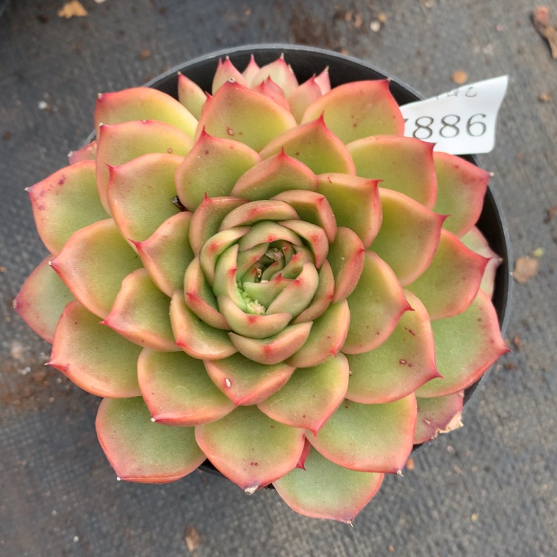 7886新年快乐发发发