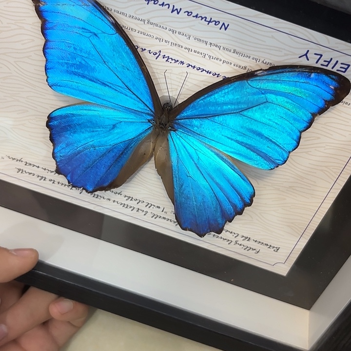 小****蝴蝶标本定制639@