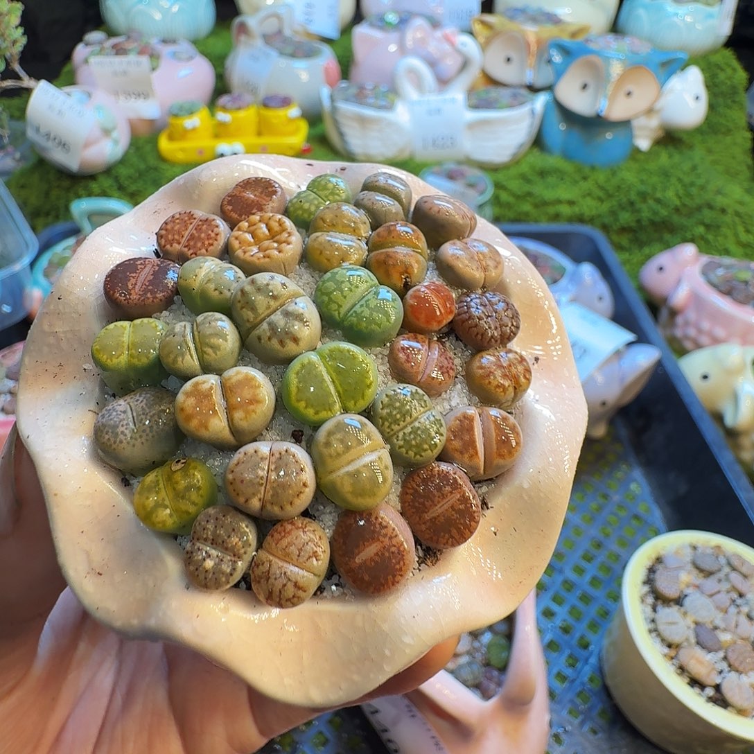 小***子多肉植物福利冲1457